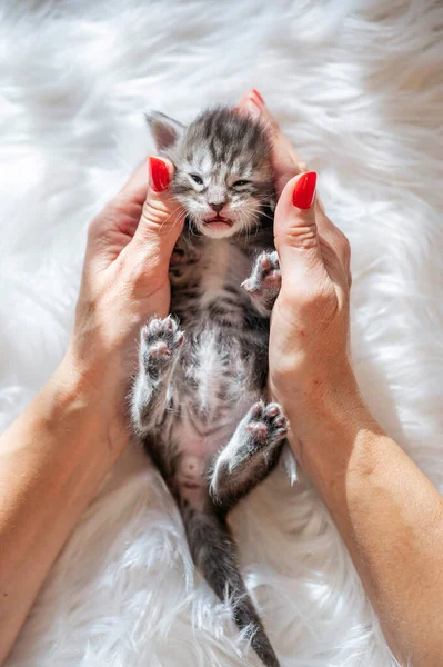 Vrouwenhand Strelen Een Aantal Dagen Oud Pasgeboren Kitten — Stockfoto