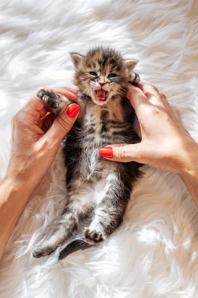 Woman\'s hand caressing a several day old newborn kitten