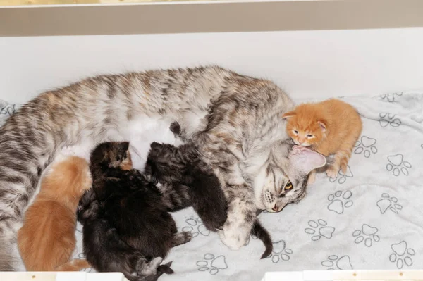 Mother Cat Feeding Her Newborn Cats — Stock Photo, Image