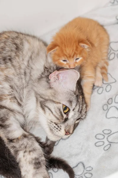 Mother cat feeding her newborn cats