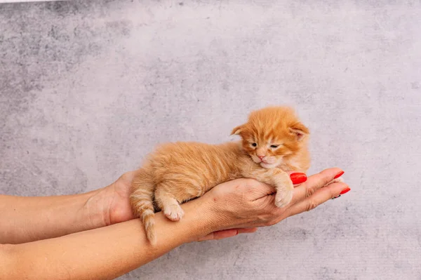 Vrouwenhand Met Een Paar Dagen Oude Pasgeboren Kittens — Stockfoto