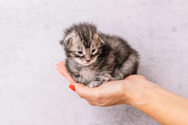 Vrouwenhand Met Een Paar Dagen Oude Pasgeboren Kittens — Stockfoto