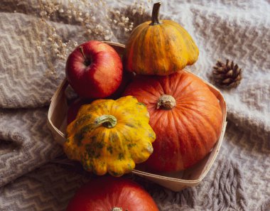 Sonbahar hasadından bir kompozisyonun genel görünümü. Küçük bir portakal kabağı, elmalar ve kabak yumuşak, ılık bir battaniyeden yapılmış bir sepetin içinde yatıyor..