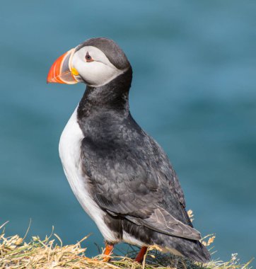 Martı, Hafnarholmi 'nin güzel kırsal doğasında Borgarfjordur Eystri, doğu İzlanda