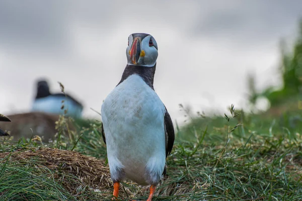 Puffin Hermosa Naturaleza Rural Hafnarholmi Borgarfjordur Eystri Este Islandia —  Fotos de Stock