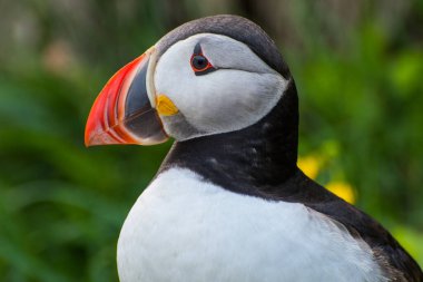 İzlanda, Borgarfjordur Eystri 'de Hafnarholmi' nin güzel kırsal doğasında martı.