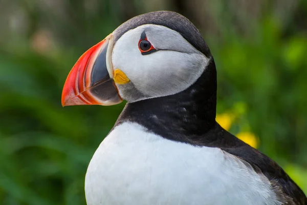 Puffin Gyönyörű Vidéki Természet Hafnarholmi Borgarfjordur Eystri Izlandon — Stock Fotó