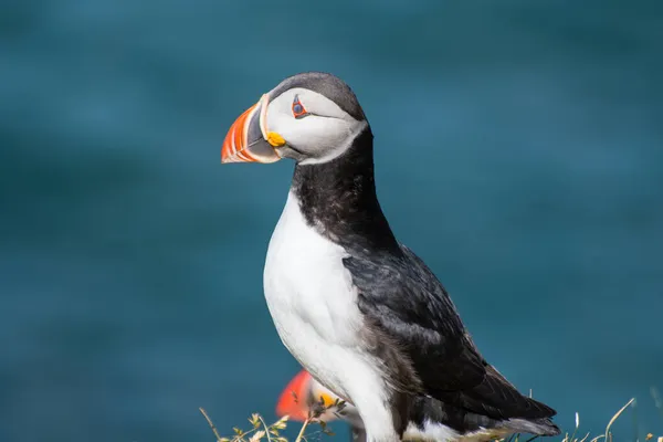 Puffin Pięknej Okolicy Przyrody Hafnarholmi Borgarfjordur Eystri Islandii — Zdjęcie stockowe