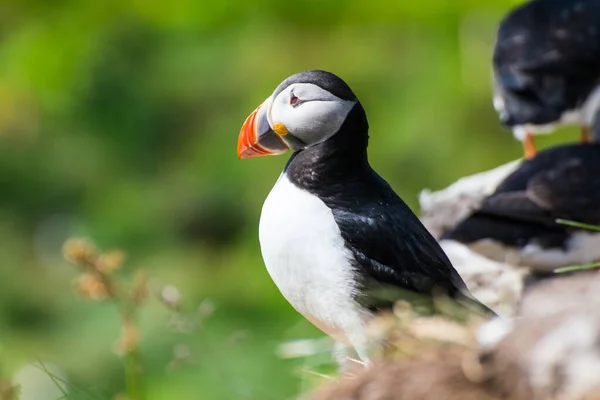 Puffin Pięknej Okolicy Przyrody Hafnarholmi Borgarfjordur Eystri Wschodniej Islandii — Zdjęcie stockowe