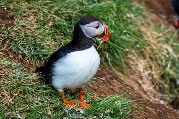 Puffin Gyönyörű Vidéki Természet Hafnarholmi Borgarfjordur Eystri Kelet Izlandon — Stock Fotó