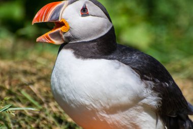 Martı, Hafnarholmi 'nin güzel kırsal doğasında Borgarfjordur Eystri, doğu İzlanda