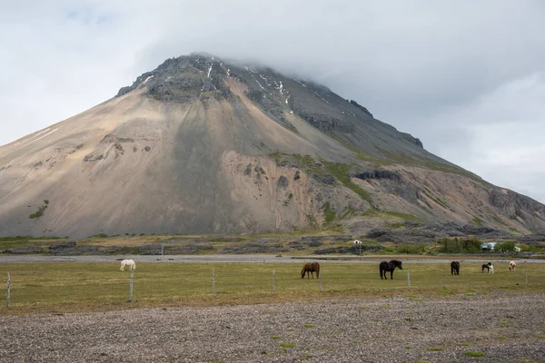 Reydarartindur Berg Het Oosten Van Ijsland Paarden Een Veld Stockafbeelding
