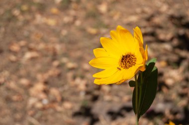 OLonely yellow autumn flower on the background of the earth.