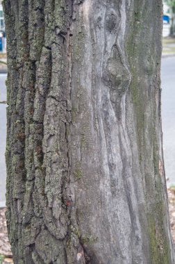 The bark of an urban tree with a bare part of the trunk