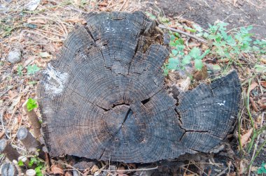old stump in the park covered with moss in autumn close-up
