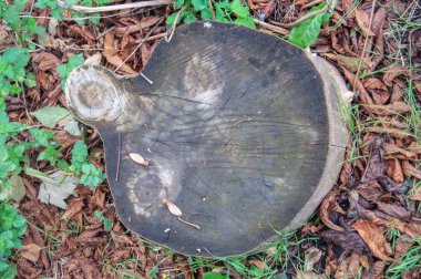old stump in the park covered with moss in autumn close-up