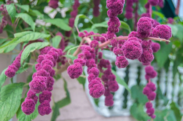 Lovely lilac autumn flowers filled with life and mood