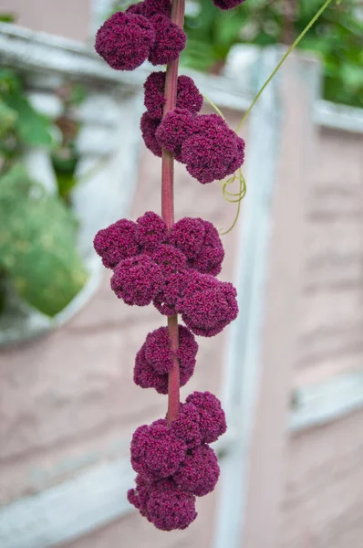 Lovely lilac autumn flowers filled with life and mood