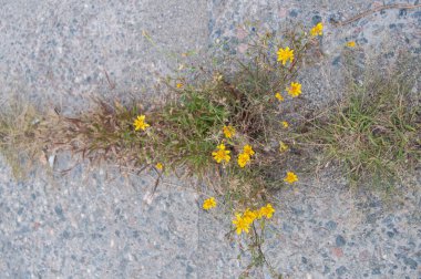 Yellow autumn flowers sprouted in the junction between concrete slabs.