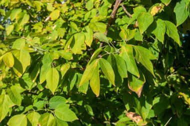 Branches with green yellow leaves in autumn, in the sunset light. Dry background of autumn leaves, golden foliage, bright yellow sunlight, autumn park.