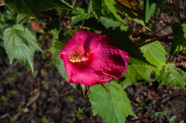 A beautiful lilac flower blooms in the garden. Amazing flowers.