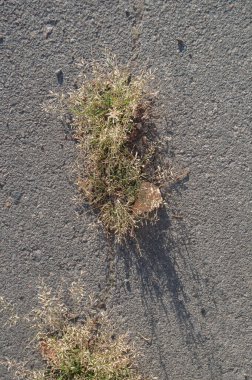 A patch of grass sprouting through a crack in the concrete.