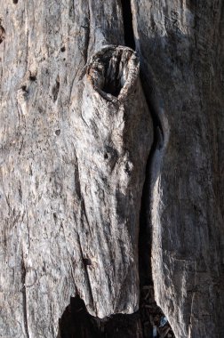 Kabuğu olmayan yaşlı bir ağacın gövdesi.