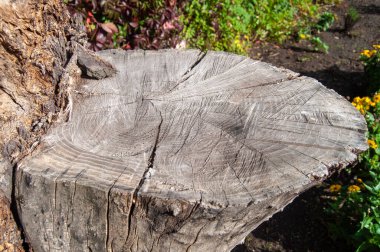 Kaldırımda yaşlı bir ağaç kesiği.