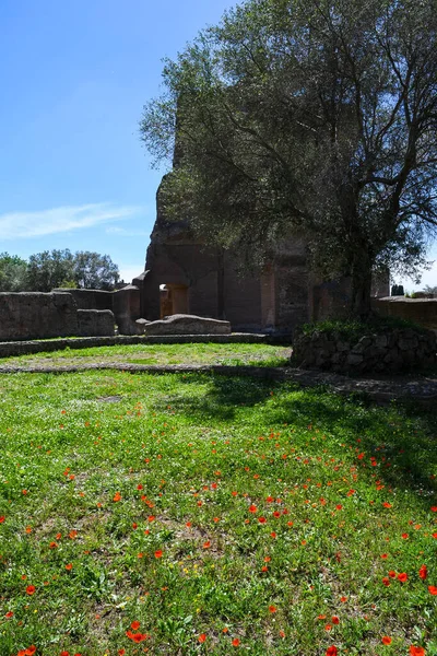 Villa Adriana Tivoli Italien Biblioteche Und Platz Mit Roter Blume — Stockfoto