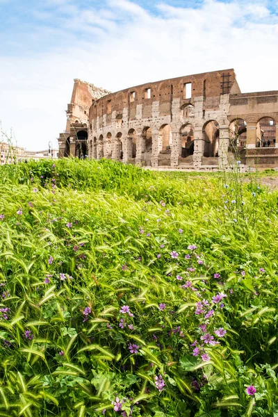 Ancient Ruins Rome Italy Colosseum Purple Flowers — ストック写真