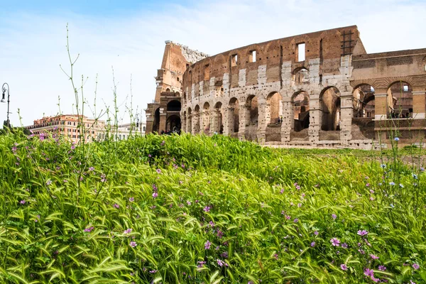 Ancient Ruins Rome Italy Colosseum Purple Flowers — ストック写真