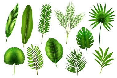 Tropik yapraklar, egzotik bitki dalları.