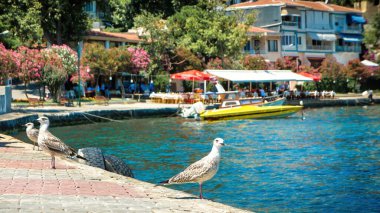 İstanbul, Türkiye - Temmuz 2012: Burgaz Adası 'nın deniz kıyısındaki martılar. Burgazada, Burgaz Adasi veya Burgaz, Marmara Denizi 'nin en büyük üçüncü şehridir.