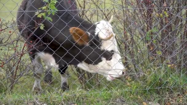 Vaca Pastando Comiendo Hojas Hierba Detrás Una Cerca Eslabones Cadena — Vídeos de Stock