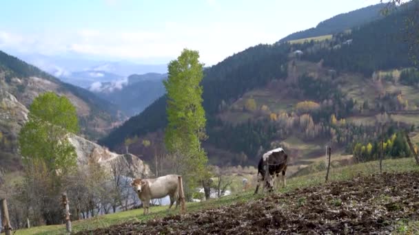 Otlanan Inek Karadeniz Bölgesinde Artvin Manzarası Olan Çimen Yaprakları Yiyor — Stok video