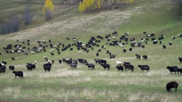 Troupeau Moutons Sur Belle Prairie Montagne Dans Est Turquie — Video