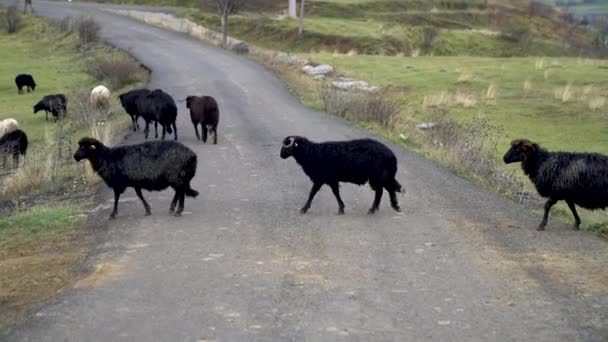 Flock Sheep Crossing Country Road Beautiful Mountain Meadow Eastern Turkey — ストック動画