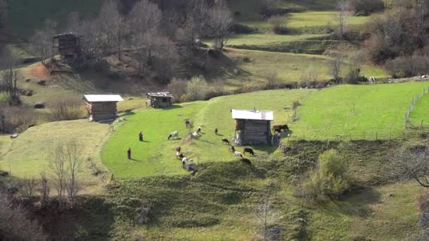 Artvin Türkiye Ekim 2021 Köylüler Inekleriyle Birlikte Yeşil Çayır Tarlasında — Stok video