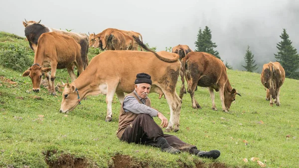 Giresun Törökország 2014 Július Török Öreg Pásztor Réten Gondozza Teheneket — Stock Fotó
