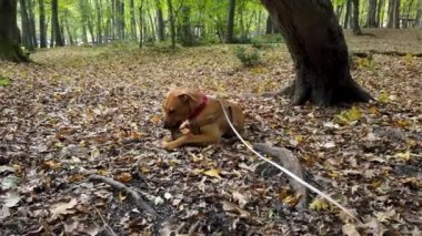Neşeli, mutlu köpek yavrusu güz yaprakları arasında ormanda bir ağaç dalıyla oynuyor..