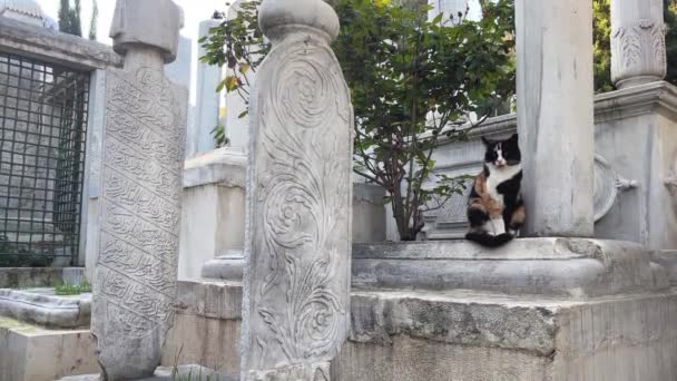Utcai Macska Egy Történelmi Muszlim Iszlám Sírkő Eyup Temetőben Isztambul — Stock videók