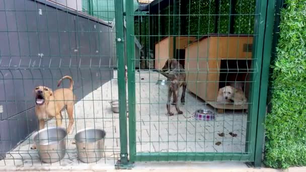 Psy Schronisku Dla Zwierząt Czekają Ratunek Adopcję Schronisko Dla Koncepcji — Wideo stockowe