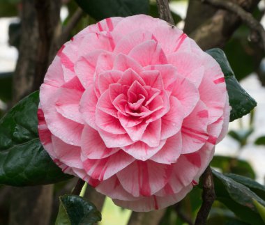 Güzel pembe Japon kamelya çiçekleri (Camelia japonica)