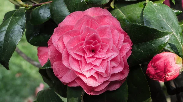 Beautiful Vibrant Pink Japanese Camellia Flowers Camelia Japonica — Stock Photo, Image