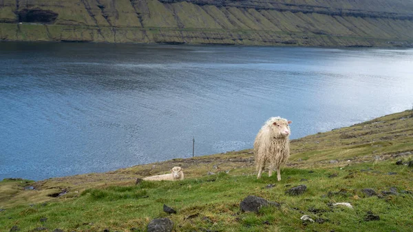 Faroe Adaları 'ndaki Vagar Adası' nda koyun. Koyunlar Faroe adalarında serbestçe dolaşırlar, çoğunlukla çiftlerde..