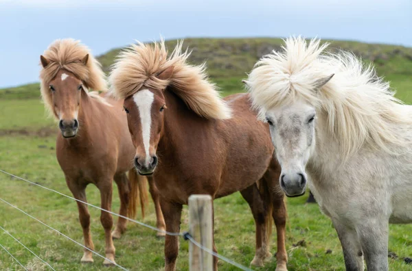 Icelandic Horses Long Hair Icelandic Horse Breed Horse Developed Iceland — Stock Photo, Image