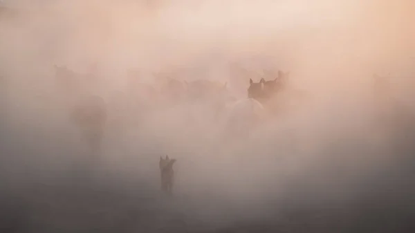 Wildpferde Rennen Und Wirbeln Staub Auf Yilki Pferde Sind Wildpferde — Stockfoto