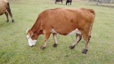 Grazing cows, eating blades of grass in Karadeniz Blacksea region, Artvin in Northern Turkey