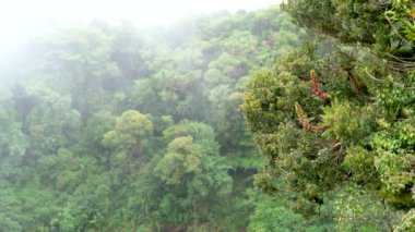 Costa Rica rainforest panorama with many plants and trees in Poas National Park of Costa Rica. Mist raining down on nature.