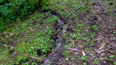A small spring of water in Poas National Park of Costa Rica flowing through the rainforest landscape